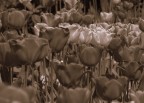 Fiori 3 Fiori 3