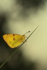 nella nebbia.......... nella nebbia..........