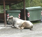 Toro da buttare... Toro da buttare...