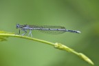 Damigella Damigella