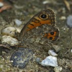 Satyrinae Satyrinae