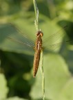 libellula2