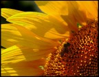 Lost in a yellow dream Lost in a yellow dream