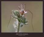 Mitopus morio 2 Mitopus morio 2