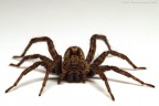 TARANTULA!!! TARANTULA!!!