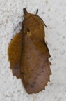falena falena