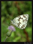 Farfalla Farfalla