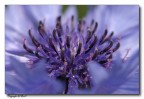 Fiore Blù Fiore Blù
