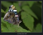 Vanessa Atalanta...forse? Vanessa Atalanta...forse?