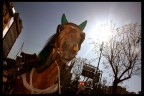 Bad Horse Bad Horse