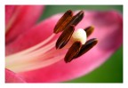 Fiore.... Fiore....