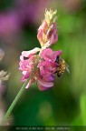 Macro 6018 Macro 6018