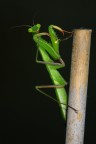Stretching