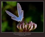 IL FASCINO DELLA........."V" IL FASCINO DELLA........."V"