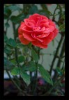 Rosa Rosa