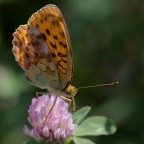 Eos400d + tamron sp 90 f2,8 

Grazie per la visione