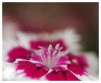 Flower petal Flower petal