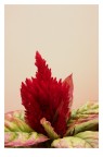 Flower Flower