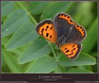 LYCAENA PHLAEAS