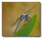 libellula 1 libellula 1