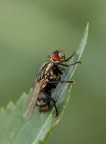 Solo una mosca Solo una mosca