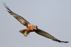Falco di palude Falco di palude