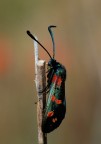 Zygaena Filipendulae (NonSoloFoto 16/17 giugno)