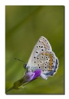 Lysandra bellargus m.