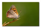Lycaena phleas