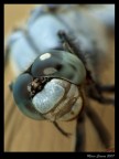 Faccia da .. libellula Faccia da .. libellula