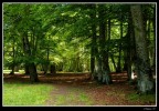 Bosco di S. Antonio Bosco di S. Antonio