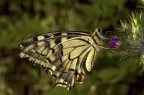 farfallina farfallina