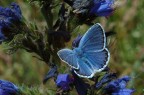 Bluette Bluette