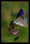 Di sole e d'azzurro. (Licenide) Di sole e d'azzurro. (Licenide)