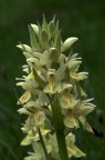 Orchidea alpina Orchidea alpina