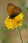 Farfallina Farfallina