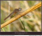 Solo libellula 2 Solo libellula 2