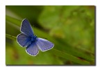 Lysandra bellargus m. Lysandra bellargus m.