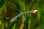 extraterrestre (mai vista) apertura delle ali 1,5 cm il corp extraterrestre (mai vista) apertura delle ali 1,5 cm il corp