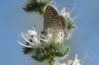 Farfallina Farfallina