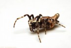 Cyclosa sp. Cyclosa sp.
