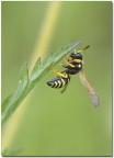 Vespa Vulgaris Vespa Vulgaris