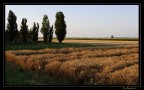 Oro spettinato... in campagna Oro spettinato... in campagna