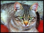 Occhi di gatto Occhi di gatto