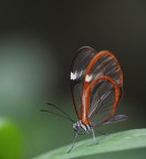 Una cos� l'avete mai vista? noo? nemmeno io...