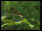 Damigella Damigella