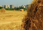Grano urbano Grano urbano