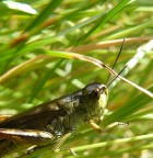 cicala cicala