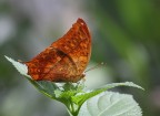 Una bella farfallina...... Una bella farfallina......