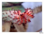 Cactus Cactus